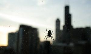 Why spiders could be useful for your community