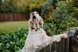 Dealing with a Barking Dog in an HOA Community